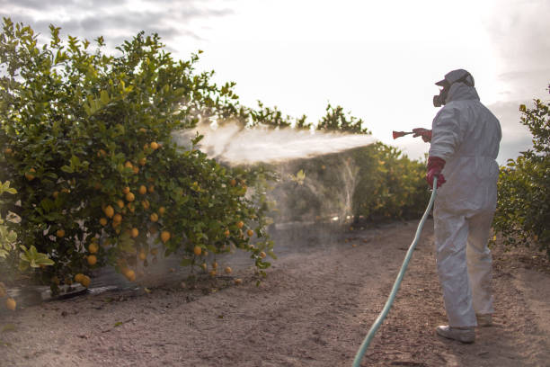 Best Bed Bug Extermination  in Mosheim, TN